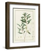 Eucalyptus Diversifolia, 1811 (W/C and Bodycolour over Traces of Graphite on Vellum)-Pierre Joseph Redoute-Framed Giclee Print