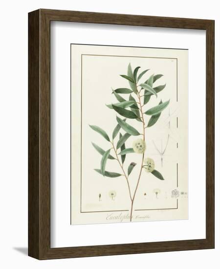 Eucalyptus Diversifolia, 1811 (W/C and Bodycolour over Traces of Graphite on Vellum)-Pierre Joseph Redoute-Framed Giclee Print