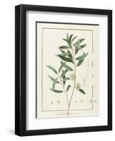 Eucalyptus Diversifolia, 1811 (W/C and Bodycolour over Traces of Graphite on Vellum)-Pierre Joseph Redoute-Framed Giclee Print