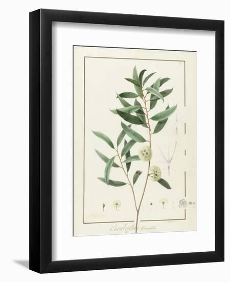 Eucalyptus Diversifolia, 1811 (W/C and Bodycolour over Traces of Graphite on Vellum)-Pierre Joseph Redoute-Framed Giclee Print