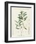 Eucalyptus Diversifolia, 1811 (W/C and Bodycolour over Traces of Graphite on Vellum)-Pierre Joseph Redoute-Framed Giclee Print