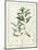 Eucalyptus Diversifolia, 1811 (W/C and Bodycolour over Traces of Graphite on Vellum)-Pierre Joseph Redoute-Mounted Giclee Print