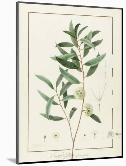 Eucalyptus Diversifolia, 1811 (W/C and Bodycolour over Traces of Graphite on Vellum)-Pierre Joseph Redoute-Mounted Giclee Print