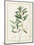 Eucalyptus Diversifolia, 1811 (W/C and Bodycolour over Traces of Graphite on Vellum)-Pierre Joseph Redoute-Mounted Giclee Print