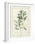 Eucalyptus Diversifolia, 1811 (W/C and Bodycolour over Traces of Graphite on Vellum)-Pierre Joseph Redoute-Framed Giclee Print