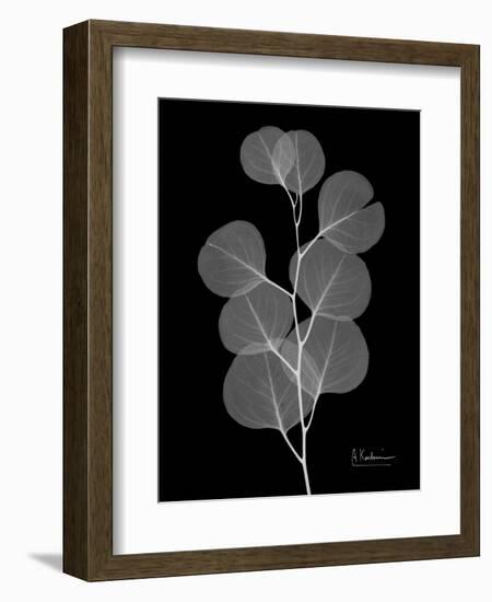 Eucalyptus E196-Albert Koetsier-Framed Art Print