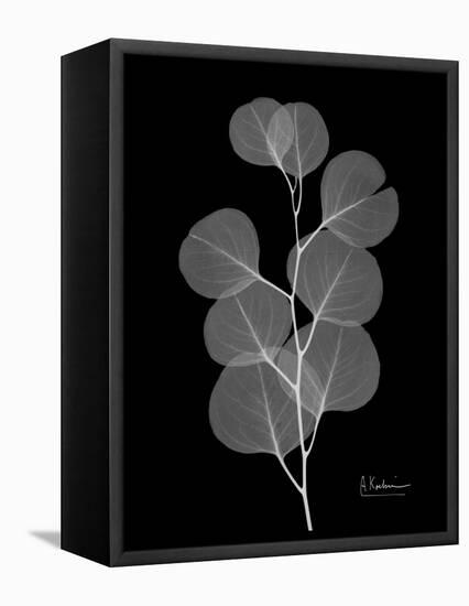 Eucalyptus E196-Albert Koetsier-Framed Stretched Canvas