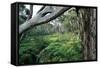 Eucalyptus Forest after Rainstorm-Paul Souders-Framed Stretched Canvas