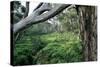 Eucalyptus Forest after Rainstorm-Paul Souders-Stretched Canvas