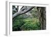 Eucalyptus Forest after Rainstorm-Paul Souders-Framed Photographic Print