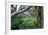Eucalyptus Forest after Rainstorm-Paul Souders-Framed Photographic Print