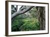 Eucalyptus Forest after Rainstorm-Paul Souders-Framed Photographic Print