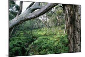 Eucalyptus Forest after Rainstorm-Paul Souders-Mounted Photographic Print