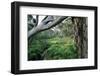 Eucalyptus Forest after Rainstorm-Paul Souders-Framed Photographic Print