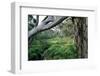 Eucalyptus Forest after Rainstorm-Paul Souders-Framed Photographic Print