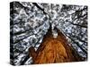 Eucalyptus Forest Canopy Along Great Ocean Road, Great Otway National Park, Victoria, Australia-Paul Souders-Stretched Canvas