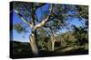 Eucalyptus Forest in Parachilna Gorge-Paul Souders-Stretched Canvas