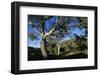 Eucalyptus Forest in Parachilna Gorge-Paul Souders-Framed Photographic Print