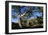 Eucalyptus Forest in Parachilna Gorge-Paul Souders-Framed Photographic Print