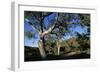 Eucalyptus Forest in Parachilna Gorge-Paul Souders-Framed Photographic Print