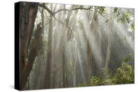 Eucalyptus Forest Sun Rays-Robert Michaud-Stretched Canvas