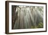 Eucalyptus Forest Sun Rays-Robert Michaud-Framed Giclee Print