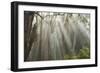 Eucalyptus Forest Sun Rays-Robert Michaud-Framed Giclee Print