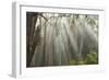 Eucalyptus Forest Sun Rays-Robert Michaud-Framed Giclee Print