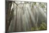 Eucalyptus Forest Sun Rays-Robert Michaud-Mounted Giclee Print