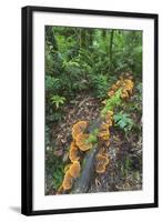 Eucalyptus Forest with Epiphytes, Great Otway National Park, Victoria, Australia-Martin Zwick-Framed Photographic Print