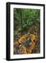 Eucalyptus Forest with Epiphytes, Great Otway National Park, Victoria, Australia-Martin Zwick-Framed Photographic Print