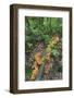 Eucalyptus Forest with Epiphytes, Great Otway National Park, Victoria, Australia-Martin Zwick-Framed Photographic Print