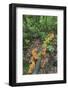 Eucalyptus Forest with Epiphytes, Great Otway National Park, Victoria, Australia-Martin Zwick-Framed Photographic Print