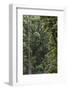 Eucalyptus Forest with Epiphytes, Great Otway National Park, Victoria, Australia-Martin Zwick-Framed Photographic Print