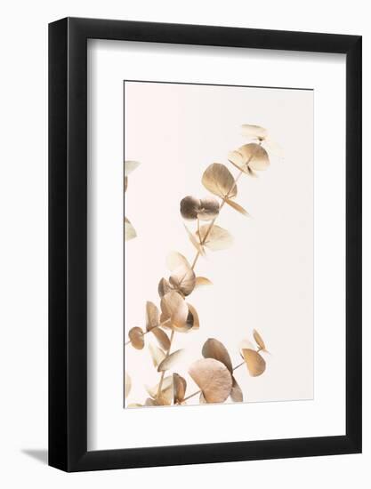 Eucalyptus Gold No 03-1x Studio III-Framed Photographic Print