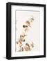 Eucalyptus Gold No 03-1x Studio III-Framed Photographic Print