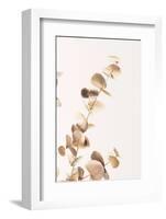 Eucalyptus Gold No 03-1x Studio III-Framed Photographic Print