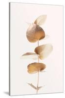 Eucalyptus Gold No 06-1x Studio III-Stretched Canvas