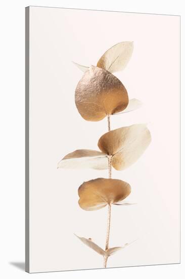 Eucalyptus Gold No 06-1x Studio III-Stretched Canvas