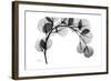 Eucalyptus Gray-Albert Koetsier-Framed Premium Giclee Print