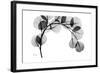 Eucalyptus Gray-Albert Koetsier-Framed Premium Giclee Print