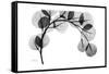 Eucalyptus Gray-Albert Koetsier-Framed Stretched Canvas