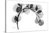 Eucalyptus Gray-Albert Koetsier-Stretched Canvas
