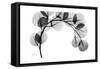 Eucalyptus Gray-Albert Koetsier-Framed Stretched Canvas