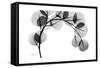 Eucalyptus Gray-Albert Koetsier-Framed Stretched Canvas