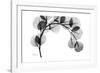 Eucalyptus Gray-Albert Koetsier-Framed Premium Giclee Print