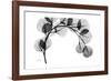 Eucalyptus Gray-Albert Koetsier-Framed Premium Giclee Print