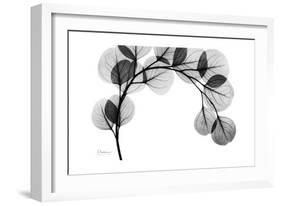 Eucalyptus Gray-Albert Koetsier-Framed Premium Giclee Print