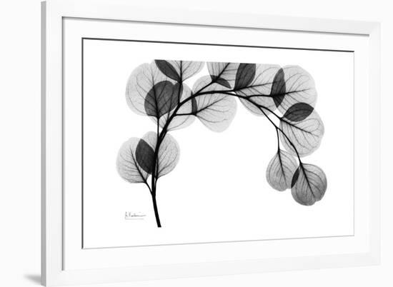 Eucalyptus Gray-Albert Koetsier-Framed Premium Giclee Print