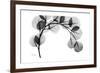 Eucalyptus Gray-Albert Koetsier-Framed Premium Giclee Print